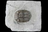 Long Eldredgeops Trilobite - Paulding, Ohio #85555-1